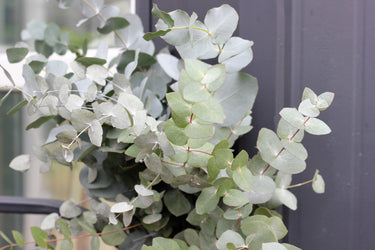 20 SILVER DROP EUCALYPTUS Gunnii Cider Gum Silver Blue Foliage Florist Tree Seeds